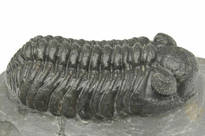 Phacopid (Adrisiops) Trilobite - Jbel Oudriss, Morocco #222402